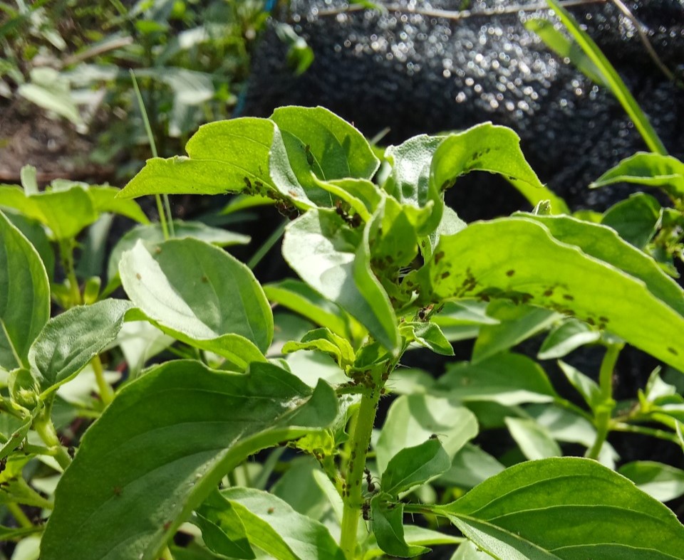 lemon basil pest.jpeg